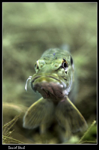 Pike in a pond :-D by Daniel Strub 